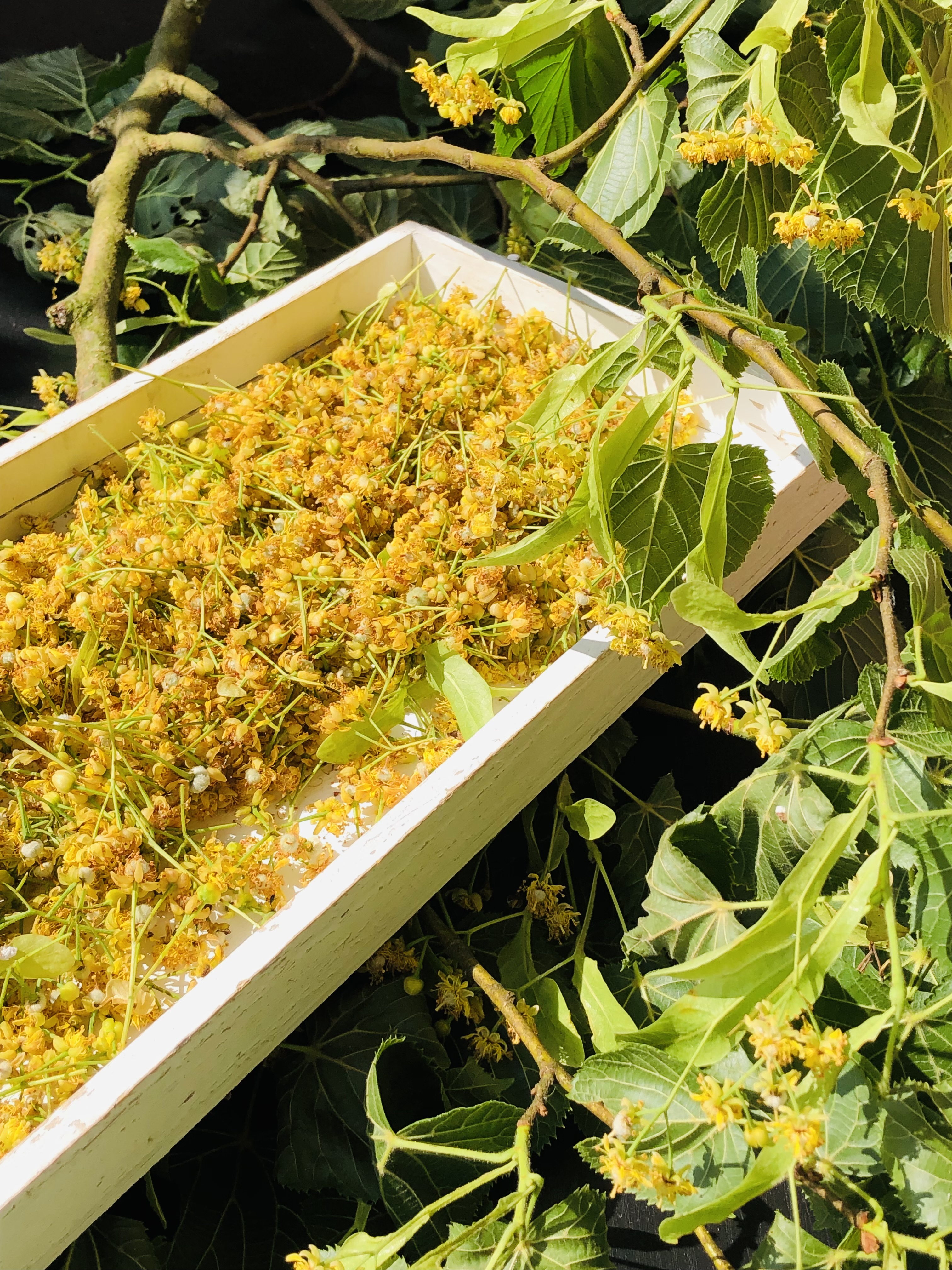 Lindenblüten zum Trocknen